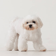 Angry Little Maltese