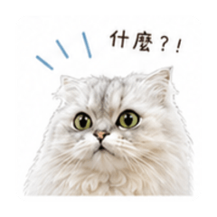 我家咪咪醬