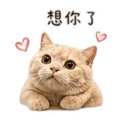 仔仔の日常2