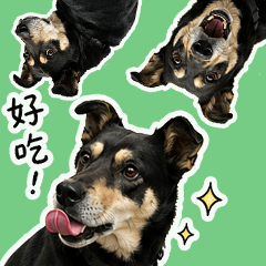 歐妮狗的日常