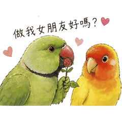 月輪鸚鵡的單戀日記