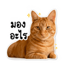 SMSG4cats
