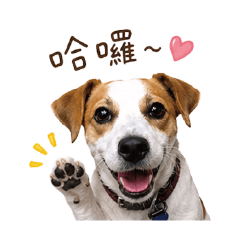 Yun Jiang Jack Russell Terrier