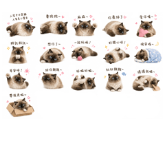 Cute and cuddly stuffed animals
