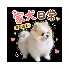 家犬諾諾日常