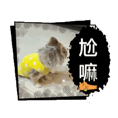 阿寶生活記