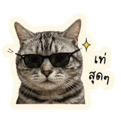 TangTang is a fluffy cat