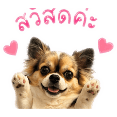 Toto_20260429120944