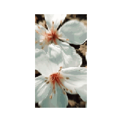 花動
