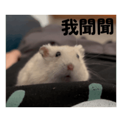 薯餅與饅泥