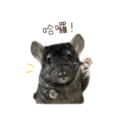 龍貓黑麻糬