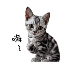 黑桃の日常
