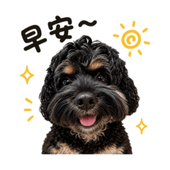 Guan可卡犬的日常招呼