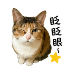 耍廢小花花