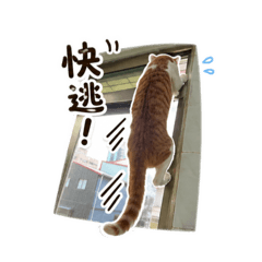 miso特輯