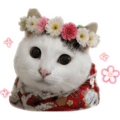 來福喵(ˆ ̳◝ ·̫ ◜ ̳ˆ)