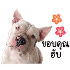 Papawarin_20260428020439