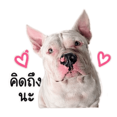 Papawarin_20260428020752