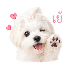 Mina Maltese girl
