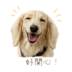 臘腸修狗狗