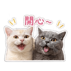 英短可愛貓貓cooper&muimui