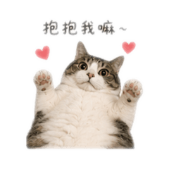 大大貓 日常2