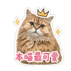 Betty小姐可愛日常