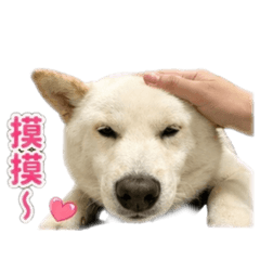 小熊熊熊2.0