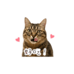 瓦斯桶阿咪