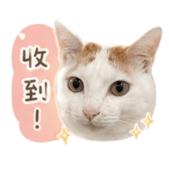 肉圓的社畜人生