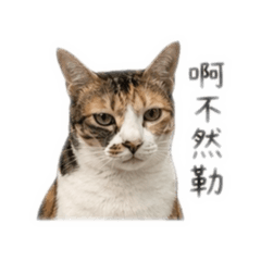 倪倪特輯1_厭世語錄