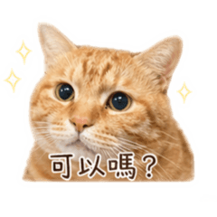 6公斤胖橘