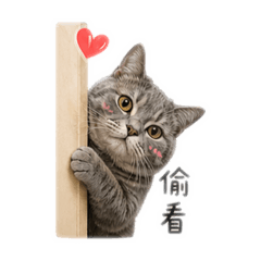 Yuanyuanniii