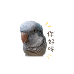 歐寶ob