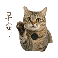 虎寶與橘子弟弟2