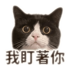 Bao didi sticker(1)