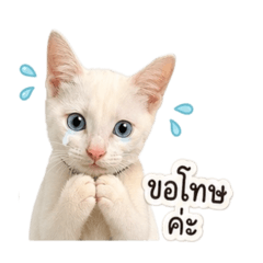 Cat_ttttt