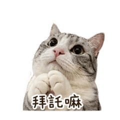 曼赤肯貓貓日常貼圖（獅子丸）