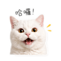圓ㄉ 可愛系列