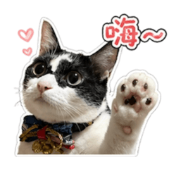 賓士貓發財