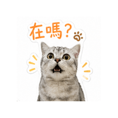 錢錢喵喵喵