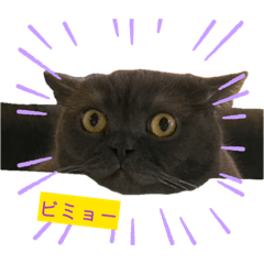 ブリティッシュショートめい