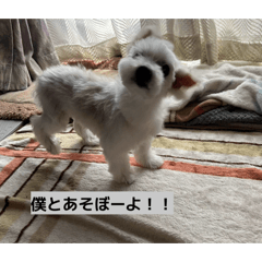 roll family_20260430082523