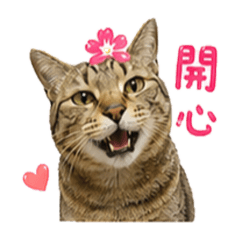 超胖咪