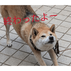 oyabin_20260430083307