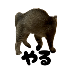 NEGA_20260429212542
