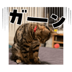 Chacha Mama_20260425153532