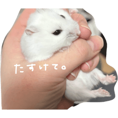 is0q_20260429235901