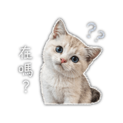 波尼是隻貓