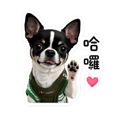 吉娃娃巴爾漢3000